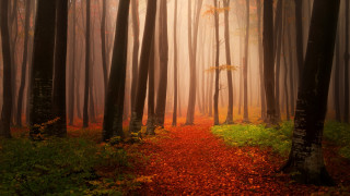 Forest trail autumn leaves magic - a path in a forest free wallpaper