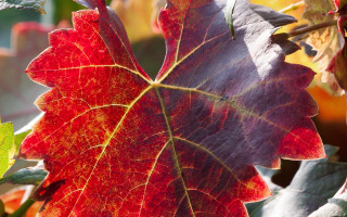 Leaf branch background puzzle fall - fall vibrancy free wallpaper