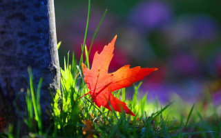 Leaf tree grass autumn ecological - growing free wallpaper