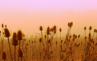 Dry grass pink sky impressionist - dry free wallpaper