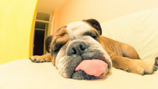 Dog lying bed tongue out - chang daichien free wallpaper