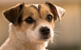 Shiba inu closeup blurry background - a blurry background and a blurry background behind free wallpaper
