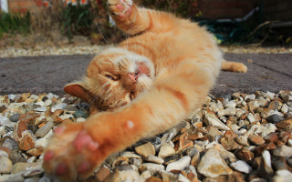Cat laying on rocks gravel - sharp claw free wallpaper