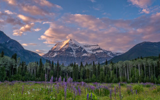 Mountain forest flowers pink sky - a pink sky free wallpaper