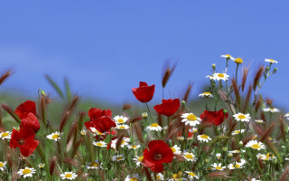 Wildflowers daisies blue sky clouds - bernd fasching free wallpaper