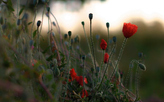 Red flowers field impressionist blurry - red flower free wallpaper