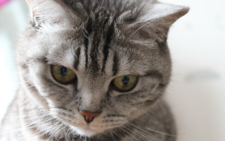 Cat serious look closeup animals - serious free wallpaper