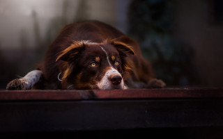 Sad dog table camera jigsaw - his face free wallpaper
