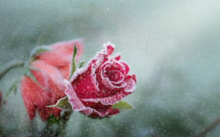 Frosted rose on branch snow - free rain wallpaper