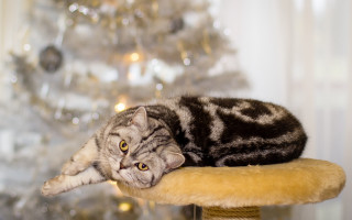 Cat christmas tree bokeh blurry - dof free wallpaper