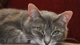 Cat laying on table red - daphne allen free wallpaper