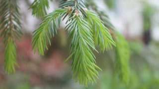 Pine needle closeup blurry background - a close up of a pine tree branch free wallpaper