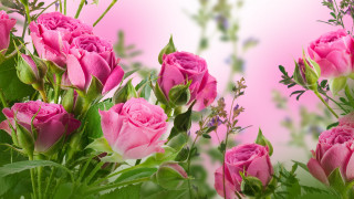 Pink roses vase green leaves 4 - pink rose free wallpaper