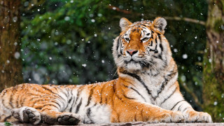 Tiger snowfall forest night winter - a tiger free wallpaper