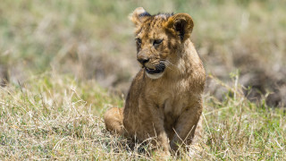Lion cub sad eyes grass - david young cameron free wallpaper