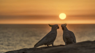 Birds sunset ocean beach moon - the sun setting free wallpaper