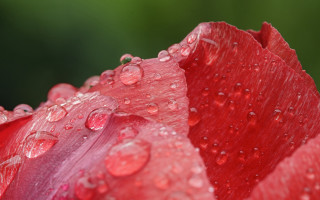 Red flower water droplets macro 32 - petal free wallpaper