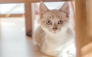 Cat surprised under table shiva - look free wallpaper