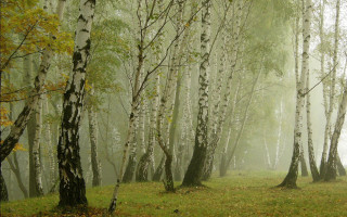 Foggy forest bench branch trees - a foggy forest free wallpaper