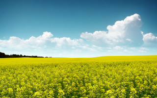 Yellow flowers blue sky lone 2 - under a blue sky free wallpaper