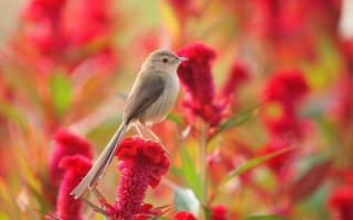 Bird red flower macro nature - clara miller burd free wallpaper