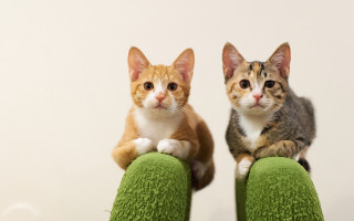 Two cats green couch symmetrical - felixkelly free wallpaper