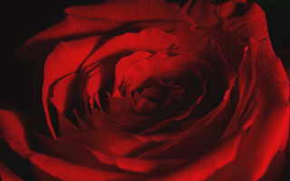 Red rose closeup black background - a red rose free wallpaper