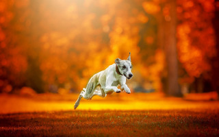 Dog jumping frisbee park autumn - a frisbee free wallpaper
