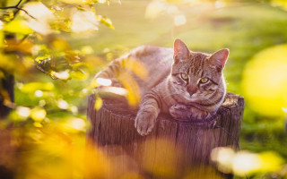 Cat fence field autumn fire - the sun free wallpaper for desktop
