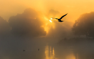 Bird flying lake sunset fog - over a lake free wallpaper