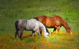 Horses grazing flower field sunny - two horse free wallpaper