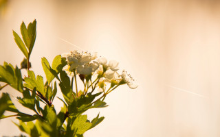 White flower green leaves vase - a white line in the middle free wallpaper
