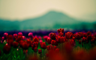Red tulips mountain flower field - red tulip free wallpaper