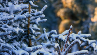 Pine tree snowy forest mountain - a pine tree free wallpaper