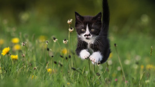 Kitten running field daisies blurry - kitten free wallpaper