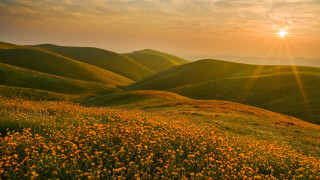 Flowers hills sunset autumn beach - yellow flower free wallpaper