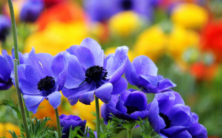 Purple flowers yellow red background - betty merken free wallpaper