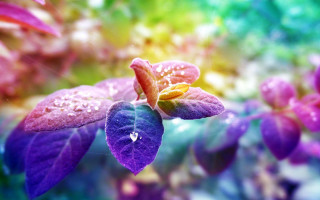 Purple flower water droplets bokeh 2 - vivid color free wallpaper