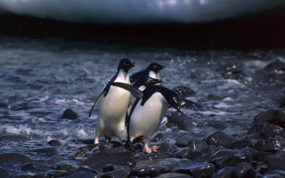 Penguins glacier icebergs ocean night - two penguin free wallpaper