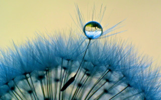 Dandelion water drop yellow background - a dandelion free wallpaper