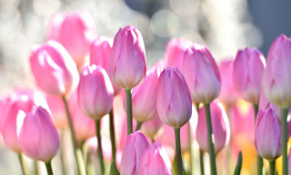 Pink flowers field bokeh macro - a field of grass free wallpaper