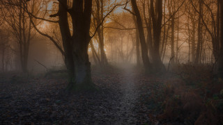 Fog forest path autumn bare - side of it free wallpaper