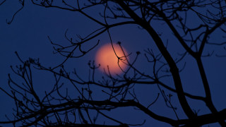 Orange light branched night moon - the branch of a tree free wallpaper