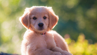 Puppy log blurry background shiba - a log free wallpaper
