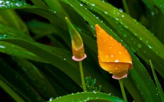 Yellow flower water droplets macro 8 - a yellow flower free wallpaper