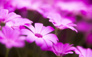 Pink flowers grass blurry background 2 - a blurry background of the flowers free wallpaper