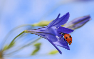 Ladybug purpleflower bluesky macro naturalisme - a blue sky background in the background free wallpaper