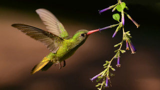 Hummingbird flower wings extended macro - its beak free wallpaper