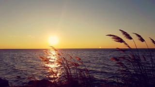 Sunset ocean plant boat sky - a few plant free wallpaper