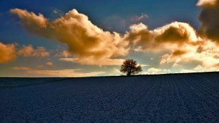 Lone tree field sunset cloudy - dramatic light free wallpaper